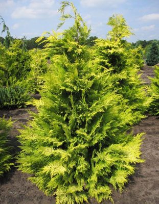 طراحی باغ ویلا درخت لاوسون